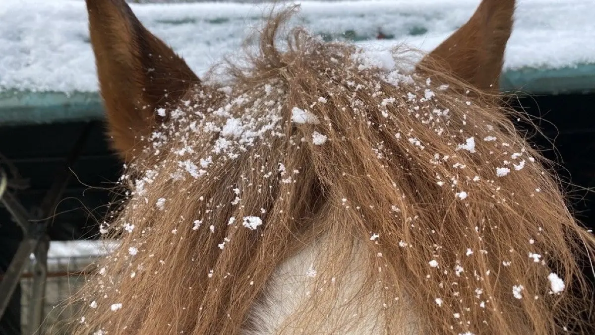 Schneeflocken auch auf den Pferdekoppeln