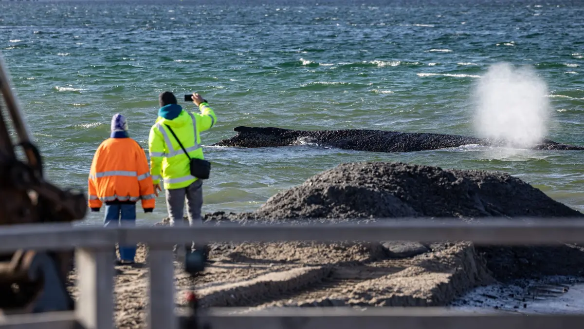 Wal an der Ostseeküste gestrandet: 26.03.2026, Schleswig-Holstein, Timmendorfer Strand: Helfer beaufsichtigen die Rettungsarbeiten an einem gestrandeten Buckelwal (Megaptera novaeangliae) in der Ostsee. Experten versuchen erneut, den vor Timmendorfer Strand festsitzenden Buckelwal freizubekommen. Foto: Ulrich Perrey/dpa +++ dpa-Bildfunk +++