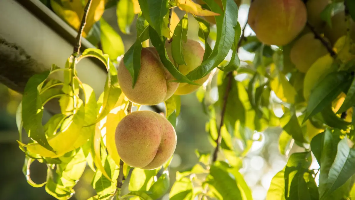 Pfirsiche hängen an einem Baum: ARCHIV - Lieben es warm: Für Arten wie Pfirsich, Aprikose oder Nektarine ist April ein guter Pflanzzeitpunkt. (zu dpa: «Obstbäume pflanzen: So gelingt es auch im Frühling») Foto: Christin Klose/dpa-mag - Honorarfrei nur für Bezieher des Dienstes dpa-Magazin +++ dpa-Magazin +++