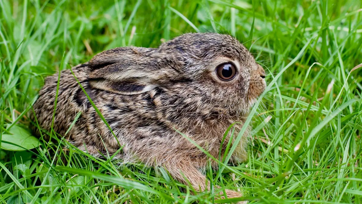 Hase, Küken und Co: So reagieren Sie auf gefundene Wildtier-Baby: ARCHIV - 29.06.2009, Brandenburg, Fürstenwalde: Zum Themendienst-Bericht vom 4. Juni 2021: Ein drei Wochen altes Feldhasenbaby sitzt allein im Gras. In der Regel ist es nicht verlorengegangen, sondern wartet dort nur auf die Hasenmama. (zu dpa: «Zahl der Feldhasen stabil – Bedrohung durch Virus») Foto: Patrick Pleul/dpa-Zentralbild/dpa-tmn +++ dpa-Bildfunk +++