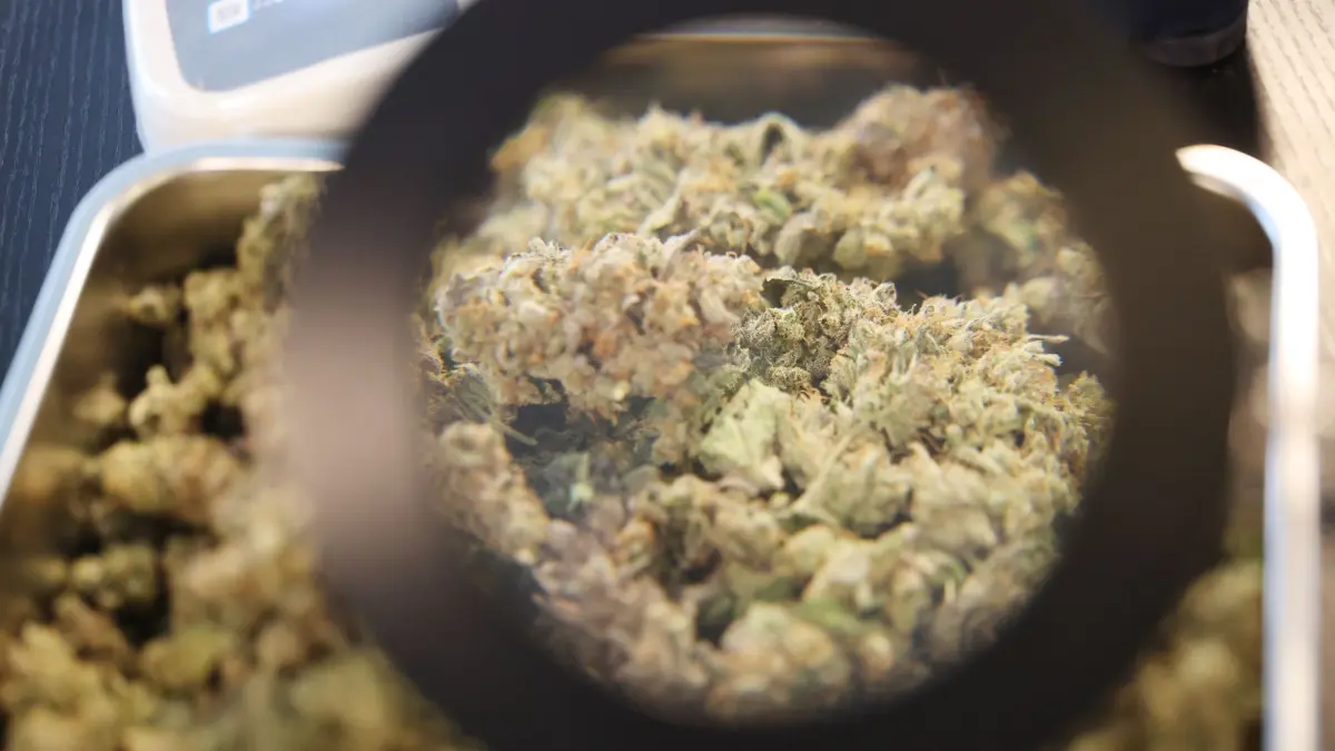 Cannabis-Anbau in Thüringen: ARCHIV - 24.02.2025, Thüringen, Erfurt: Cannabis liegt in einer Schale im Cannabis Social Club Erfurt e.V. (Durch eine Lupe fotografiert). (zu dpa: «Zwei Jahre legal kiffen - das sind die Folgen in Thüringen») Foto: Bodo Schackow/dpa +++ dpa-Bildfunk +++