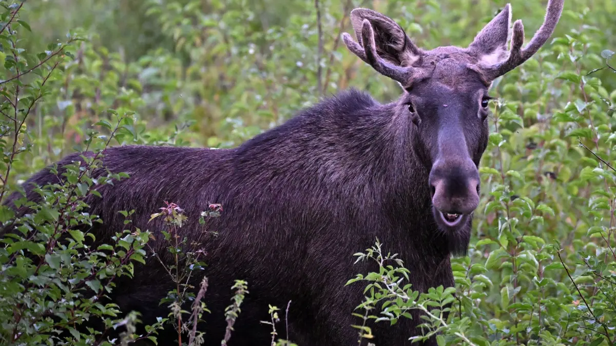 Junge Elche gehen auf Wanderschaft
