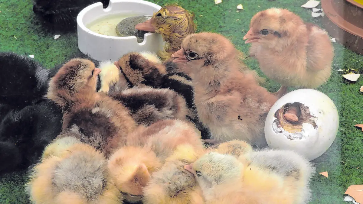 Kükenschlupf Empfingen KTZV Ostern 2025: Kükenschlupf Empfingen KTZV Ostern 2025