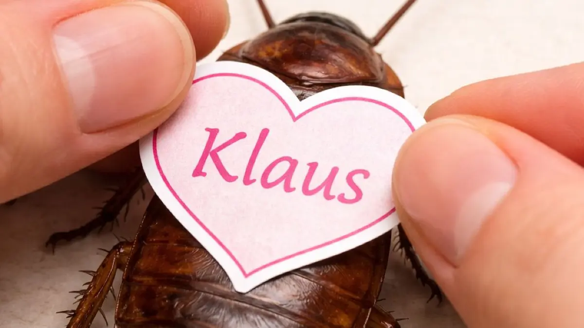 Scheidung in der Wilhelma. Der Name des Ex-Partners kann im Anschluss einer Schabe gegeben werden (Aprilscherz!)
