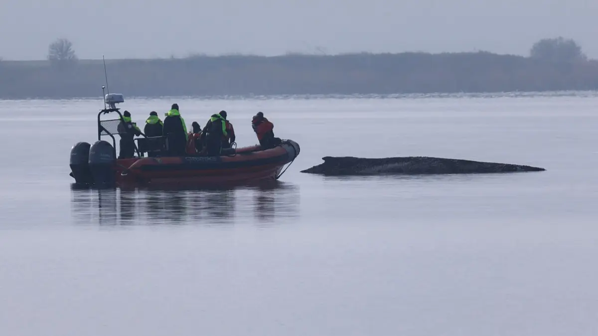 Buckelwal sitzt vor Insel Poel fest: 01.04.2026, Mecklenburg-Vorpommern, Weitendorf-Hof: Ein Greenpeace Boot nähert sich dem Buckelwal, der am Vormittag immer noch vor der Insel Poel festsitzt. Foto: Marcus Golejewski/dpa +++ dpa-Bildfunk +++