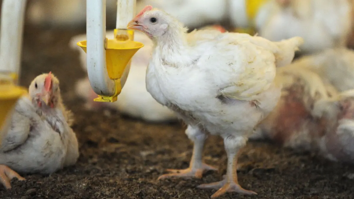 Jungtiere einem der Hähnchenställe von «Wiesenhof» bei Visbek (Niedersachsen). Nun sind 124.000 Tiere der Firma in Zernsdorf von der Newcastle-Krankheit betroffen. (Archivbild 2011)