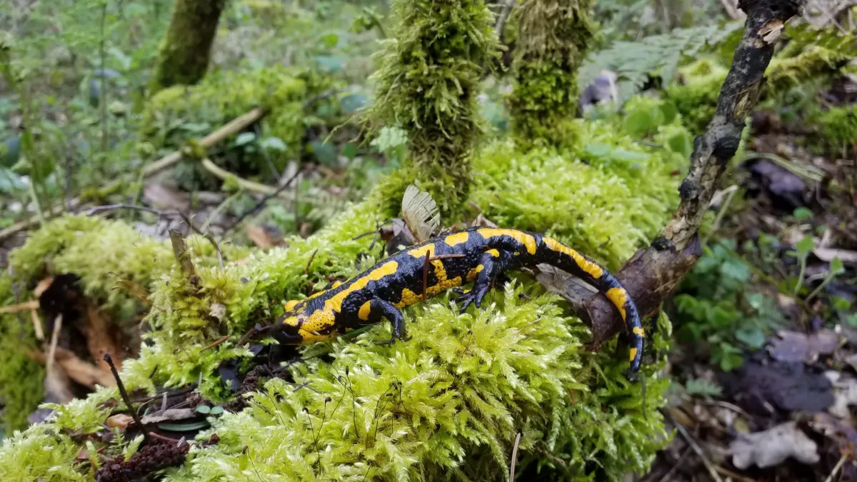 Uhingen Wangen Salamander Blaubach