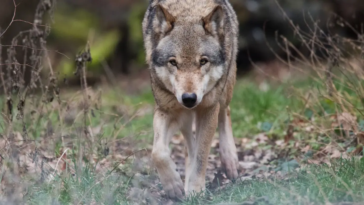 Wolf