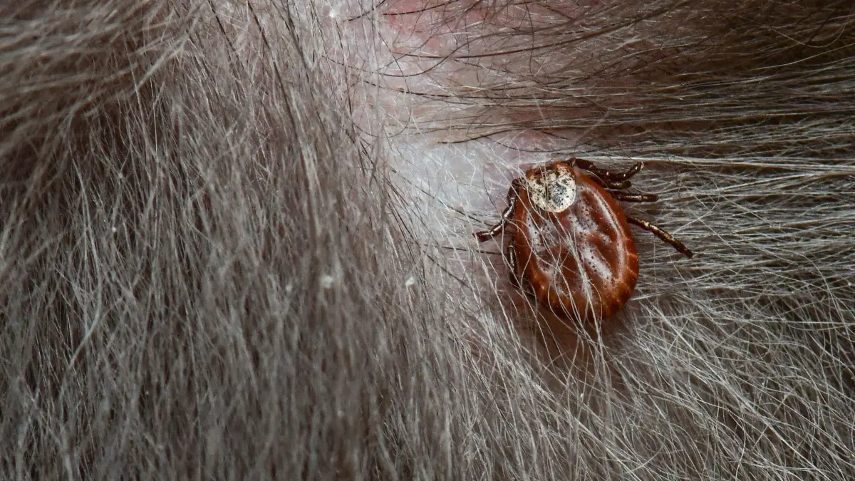Die Wiesenzecke kann „Hundemalaria“ auslösen: ARCHIV - 27.03.2019, Brandenburg, Sieversdorf: Eine Zecke hat sich in der Haut eines Hundes fest gebissen. Tierärzte warnen vor einer Übertragung der Babesiose beim Hund durch Zecken. Umgangssprachlich wird die Erkrankung Hundemalaria genannt. (zu dpa: «Hundemalaria breitet sich aus - Landkreis warnt vor Zecken») Foto: Patrick Pleul/dpa-Zentralbild/dpa +++ dpa-Bildfunk +++