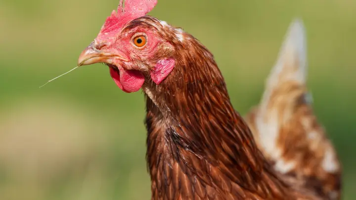 „Viel Wind um Unwahrheiten“ – was die Bauherren planen, was die Gegner sagen