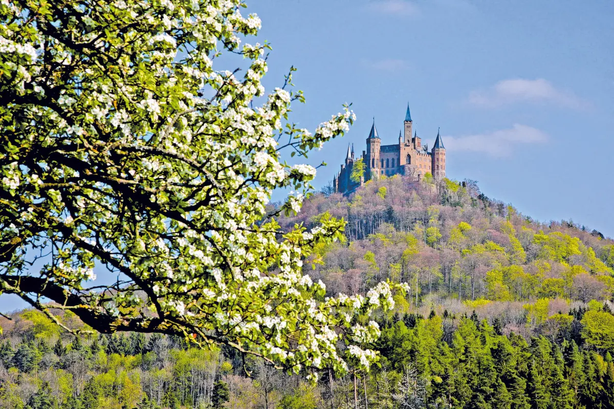 Die Burg Hohenzollern im Frühling. Prächtig eingedeckt präsentiert sich die historische Speisetafel im Grafensaal. ⇥Fotos: Roland Beck