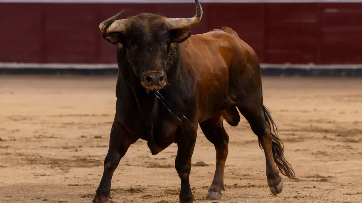 Stierkampf in Spanien: ARCHIV - 26.08.2025, Spanien, Madrd: Ein Stier in der Kampfarena während der Qualifikationsrunde XXVIII des Nationalen Stierkampfwettbewerbs in San Sebastian de los Reyes. (zu dpa: «Kampfstier tötet Arena-Mitarbeiter in Spanien») Foto: Oscar Manuel Sanchez/ZUMA Press Wire/dpa +++ dpa-Bildfunk +++