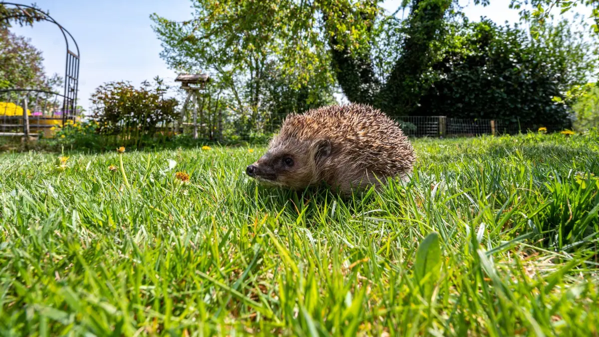 Igel läuft nach seinem Winterschlaf durch einen Garten: ARCHIV - 24.04.2020, Bayern, Bad Griesbach: Nach dem Winterschlaf macht sich der Igel auf die Suche nach seiner Leibspeise: Insekten. (zu dpa: «Städtetag: Bundesweites Nachtfahrverbot für Mähroboter») Foto: Armin Weigel/dpa/dpa-tmn +++ dpa-Bildfunk +++