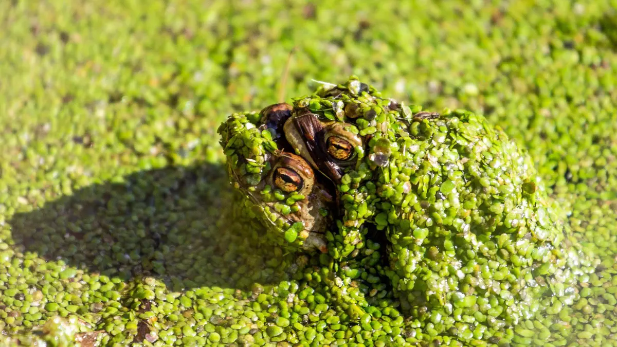 Paarung Frösche, Frosch Bild: Eike Freese