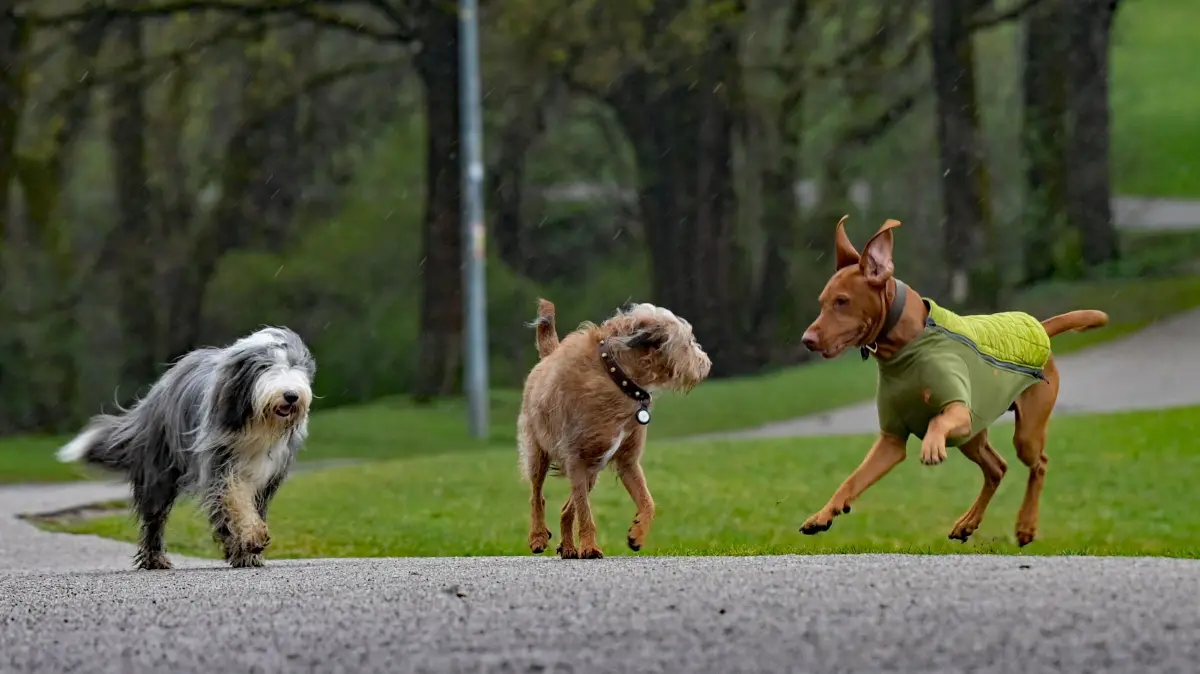 Drei Hunde spielen bei Regen im Olympiapark. +++ dpa-Bildfunk +++