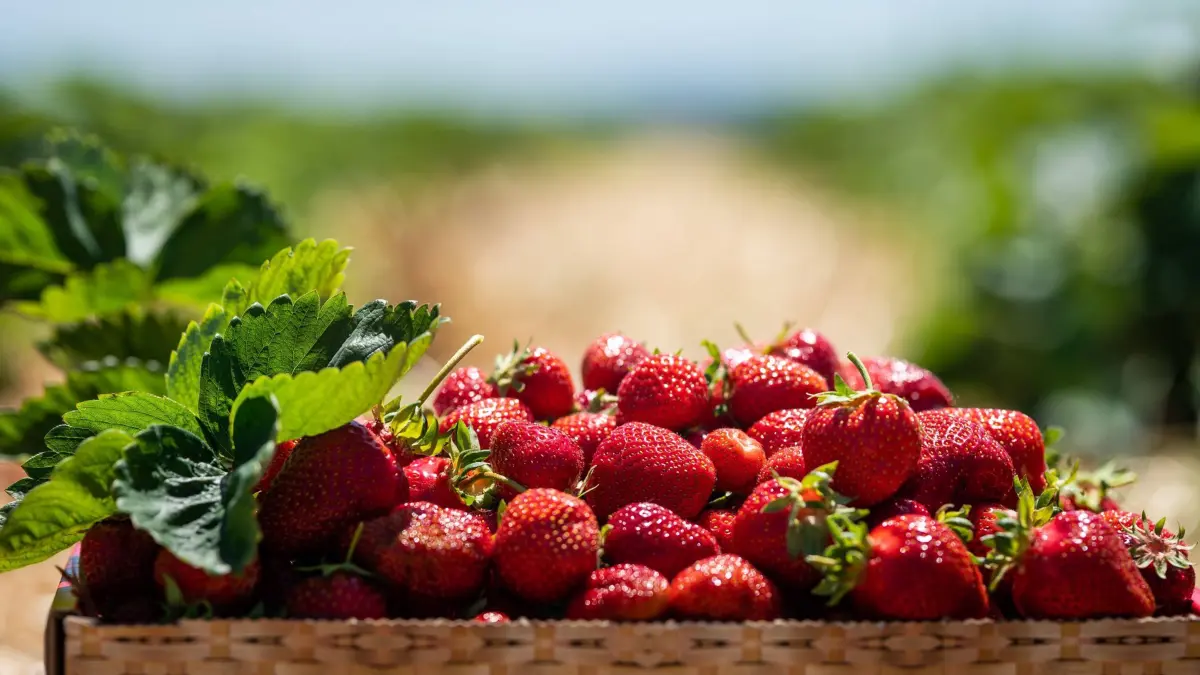 Reife Erdbeeren liegen in einer Box auf einem Erdbeerfeld zum selber pflücken. Rottweil Baden-Württemberg Deutschland *** Ripe strawberries lying in a box on a strawberry field to pick yourself Rottweil Baden Württemberg Germany