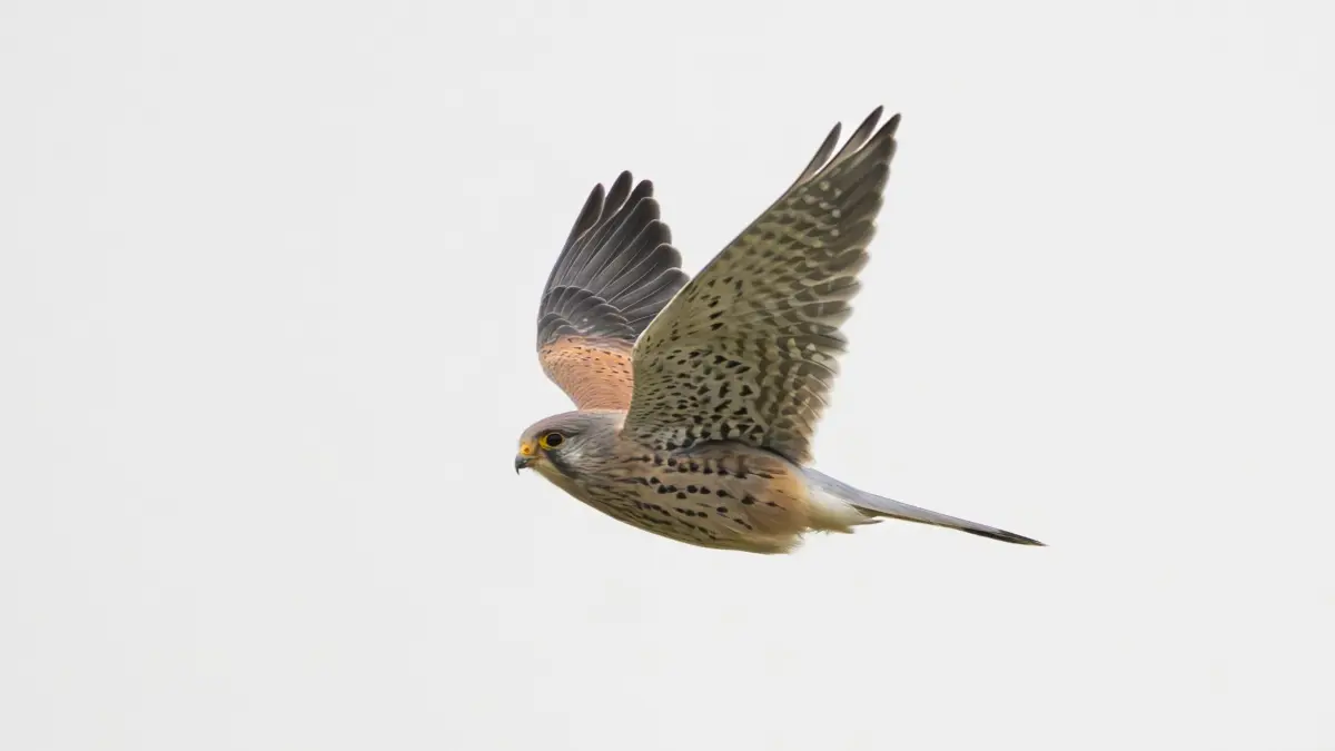 Wetter in Baden-Württemberg: ARCHIV - 14.11.2025, Baden-Württemberg, Gosheim: Ein Turmfalke fliegt über ein Feld bei Gosheim. (zu dpa: «Falke fliegt durch Transporterfenster und stirbt») Foto: Silas Stein/dpa +++ dpa-Bildfunk +++
