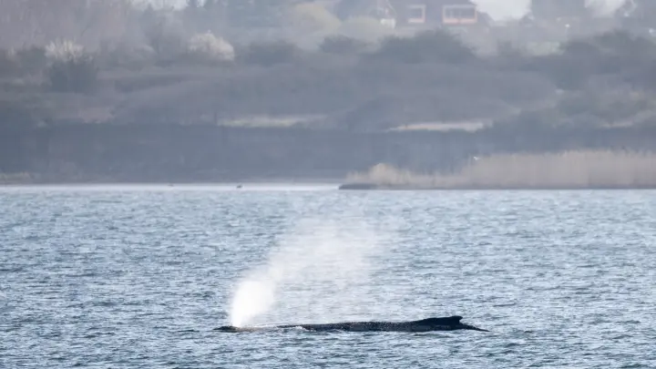 Fall von Buckelwal Timmy gilt als weltweit einzigartig