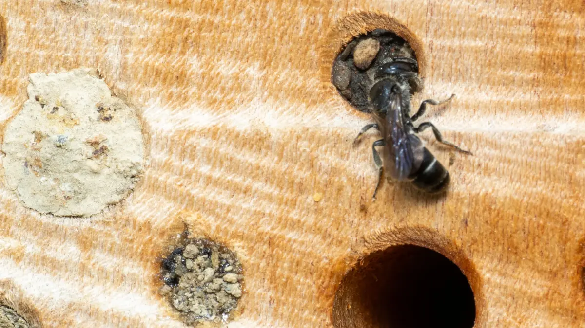 Scherenbiene an der Brutröhre. Jede Wildbienenart hat einen bevorzugten Lochdurchmesser und einen artspezifischen Verschluss.