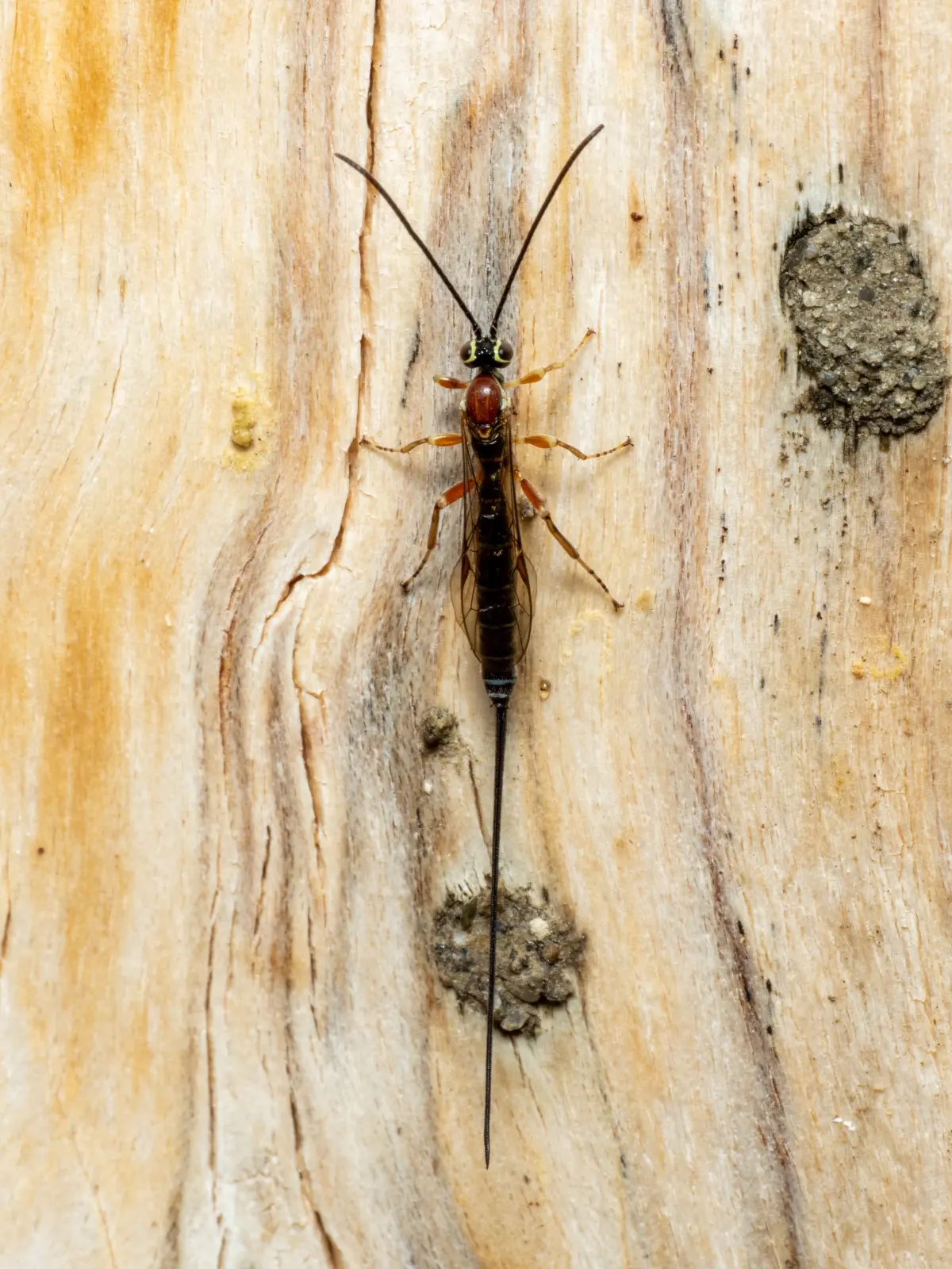 Auch Gegenspieler, wie diese Schlupfwespe, finden sich am Insektenhaus ein. Sie parasitieren bei Wildbienen und anderen holzbewohnenden Insekten.