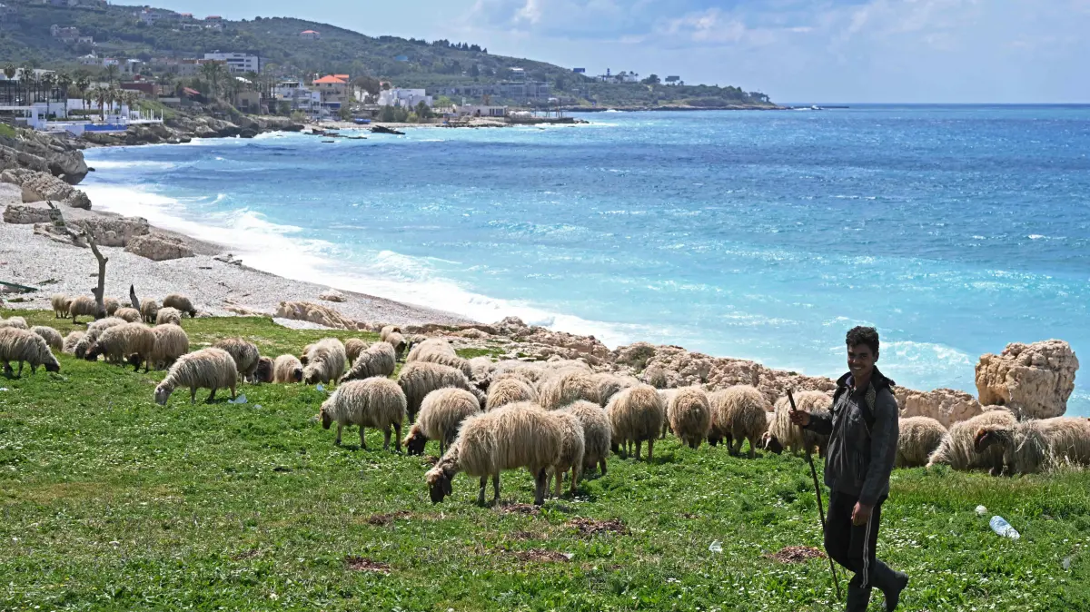 A shepherd walks with his livestock along the beach in the Lebanese village of Kfar Aabida, north of Beirut on April 11, 2026. (Photo by JOSEPH EID / AFP)
