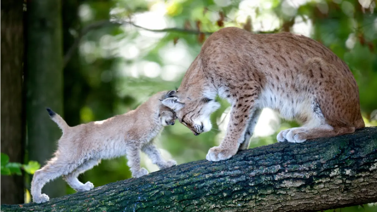 Ob Luchs, Przewalski-Pferde, Rentiere, oder anderes - im Wildpark Pforzheim kann man viele Tierarten bestaunen.