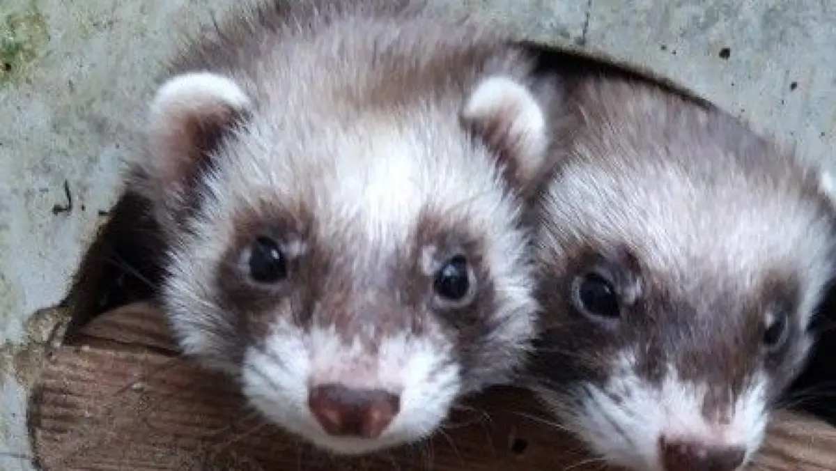 Wer Frettchen, Bennettkängurus, Meerschweinchen, Flamingos und vieles mehr sehen möchte, sollte den kleinen Tierpark in Göppingen besuchen.