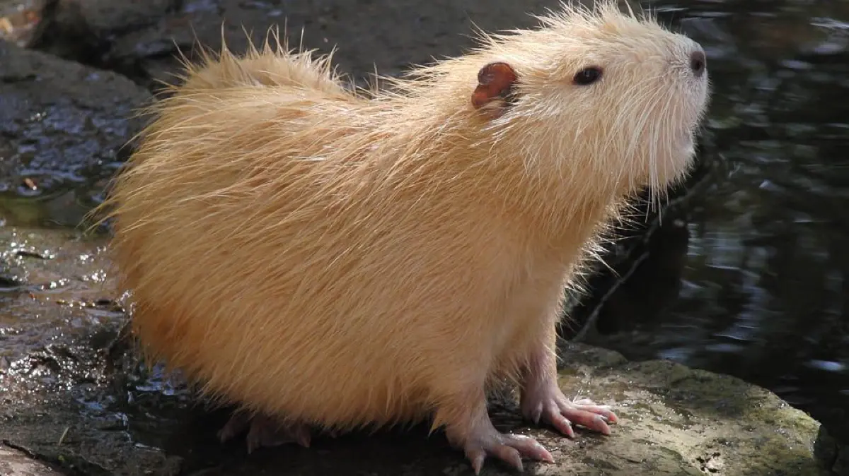 Sumpfbiber, auch Nutria genannt sind unter anderem im Tierpark auf der Neckarinsel zu finden.