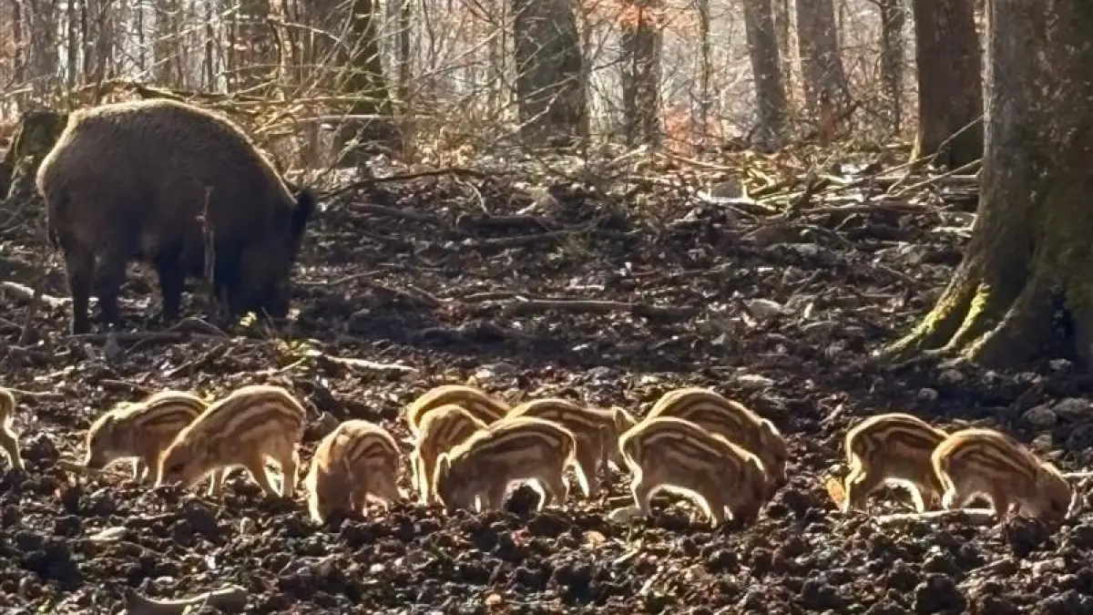 Im Heidenheimer Wildpark Eichert kann man mit viel Glück sogar Frischlinge entdecken.