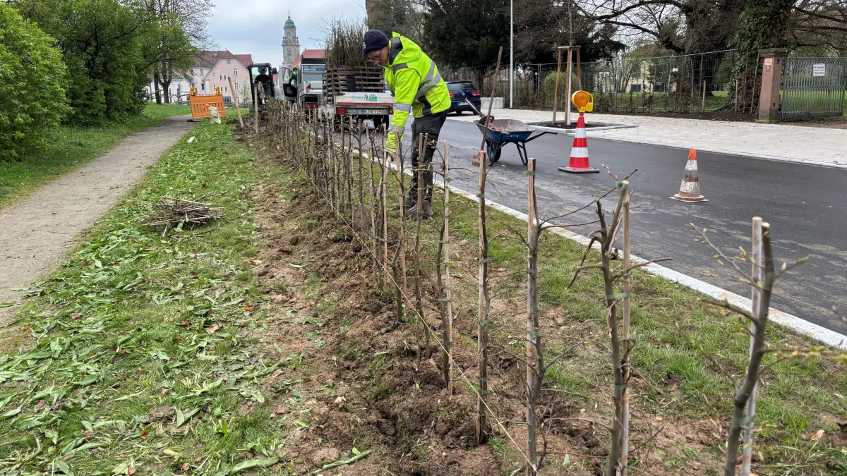 In Reih und Glied und maximal 80 Zentimeter hoch: Die neue Kleinhecke entlang der Zollernstraße zum Fürstengarten haben jetzt die Landschaftsgärtner der Hechinger Hubert Zanger GmbH in die hohenzollerische Erde gebracht. Die Höhe ist ein Kompromiss: Es hätte unter Umständen auch gar keine Hecke mehr geben können.