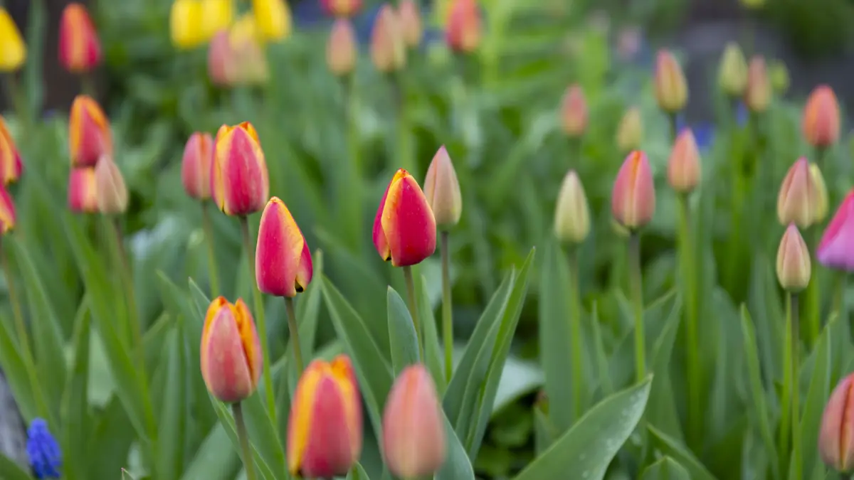 Schmuckfoto - Sehnsüchtig warten diese Tulpen in Gosbach auf die entscheidenden wärmenden Sonnenstrahlen um alsobald ihre farbenprächtigen Blüten präsentieren zu dürfen.