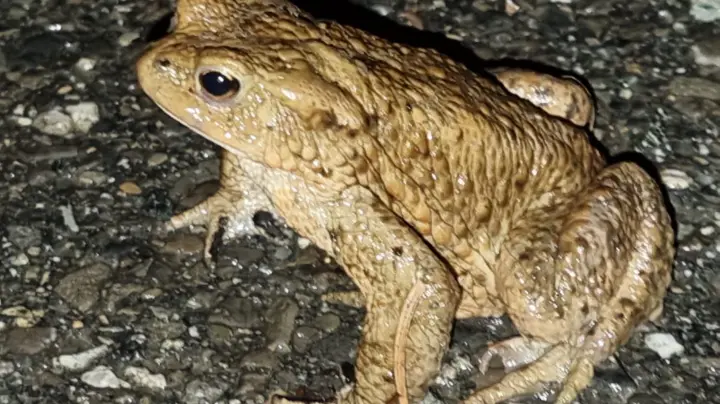 Bitte Rücksicht: Die warzigen Krabbler sind weiter unterwegs