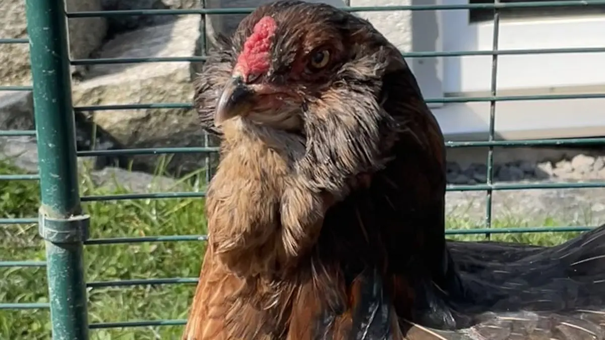 Huhn Lucy aus Süßen ist nach einer schwierigen Augen-OP wieder gesund und munter