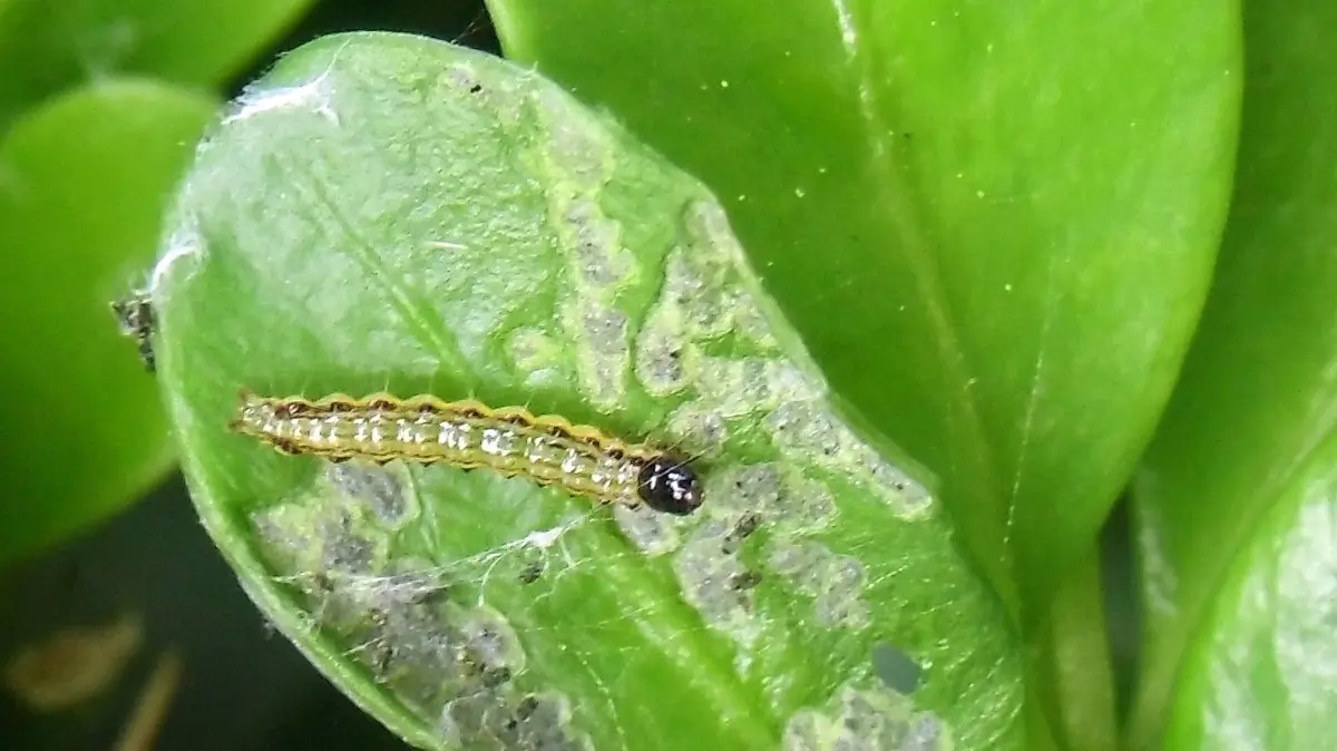 Raupe des Buchsbaumzünslers