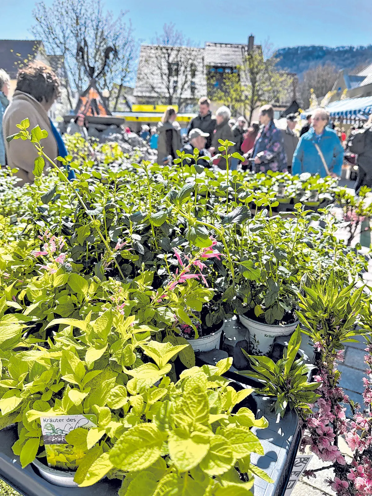 Pflanzen⇥Gemeinde Dettingen an der Erms