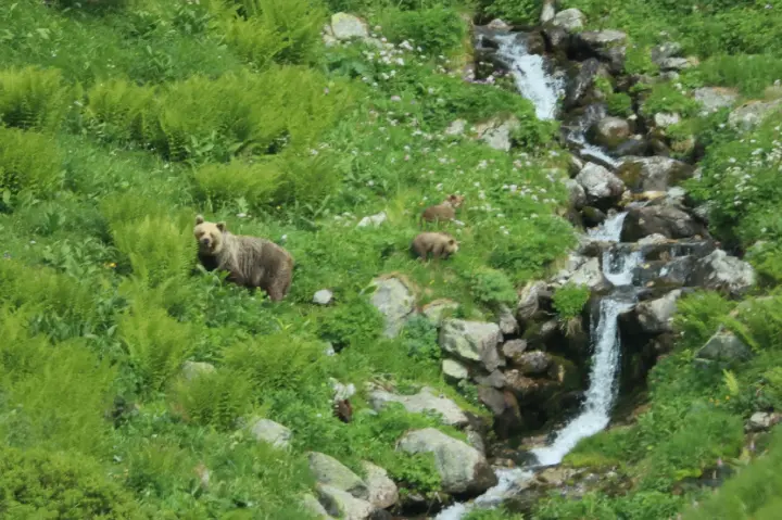 Braunbär fällt Jogger an – 31-Jähriger verletzt
