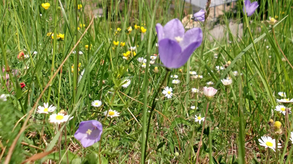 (ohne Überschrift): Vorsicht: Dieses Foto ist möglicherweise nur für den einstigen Verlag Schwäbisches Tagblatt verwendbar. Bunte Wiese im Botanischen Garten Bild: Philipp Unterweger