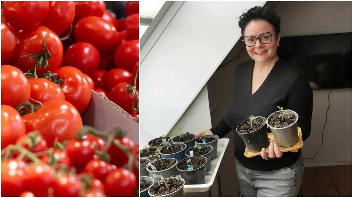 Die Tomatensaison beginnt bei Sabine Traub auf der Fensterbank.