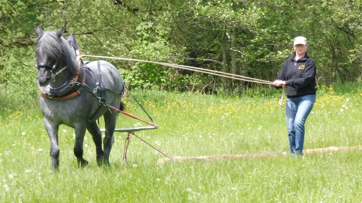 Rückepferde sind eine schonende Alternative zu schweren Maschinen.