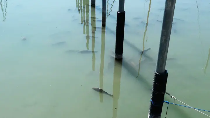 An mehreren Uferabschnitten treiben tote Karpfen im Wasser