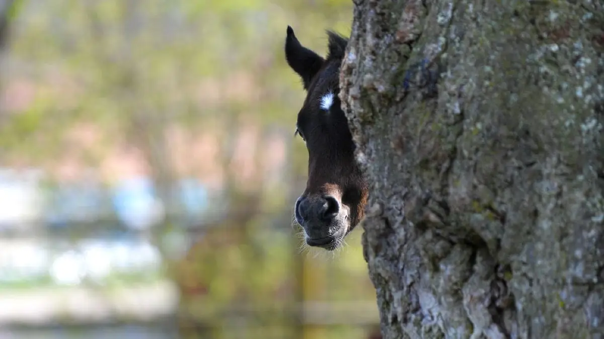 Alte und große Bäume bieten auf dem Gestütsgelände in Marbach Schutz und Rückzugsort für Tiere.