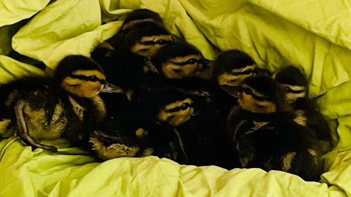 Zwölf Entenküken wurden auf einem Kreisverkehr in Neu-Ulm gerettet und leben nun bei der Wildtierhilfe Roggenburg. Die Mutter wurde überfahren.