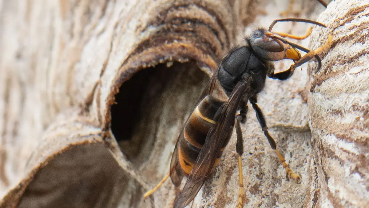 ARCHIV - 09.08.2024, Hessen, Maintal: Eine Asiatische Hornisse sitzt auf ihrem Nest. Die Asiatische Hornisse gilt als invasive Art, ihre Stiche sind deutlich schmerzhafter als die heimischer Insekten. (zu dpa: «Gefahr für Bienen und Obst: immer mehr Asiatische Hornissen») Foto: Boris Roessler/dpa +++ dpa-Bildfunk +++