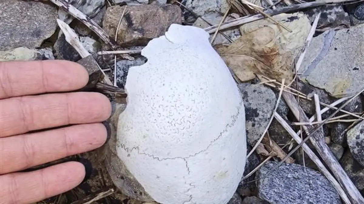 Gregor Schmid findet einen Schädel auf dem Bahndamm beim Rottenburger Baresel-Steinbruch