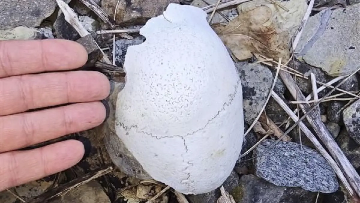 Gregor Schmid findet einen Schädel auf dem Bahndamm beim Rottenburger Baresel-Steinbruch