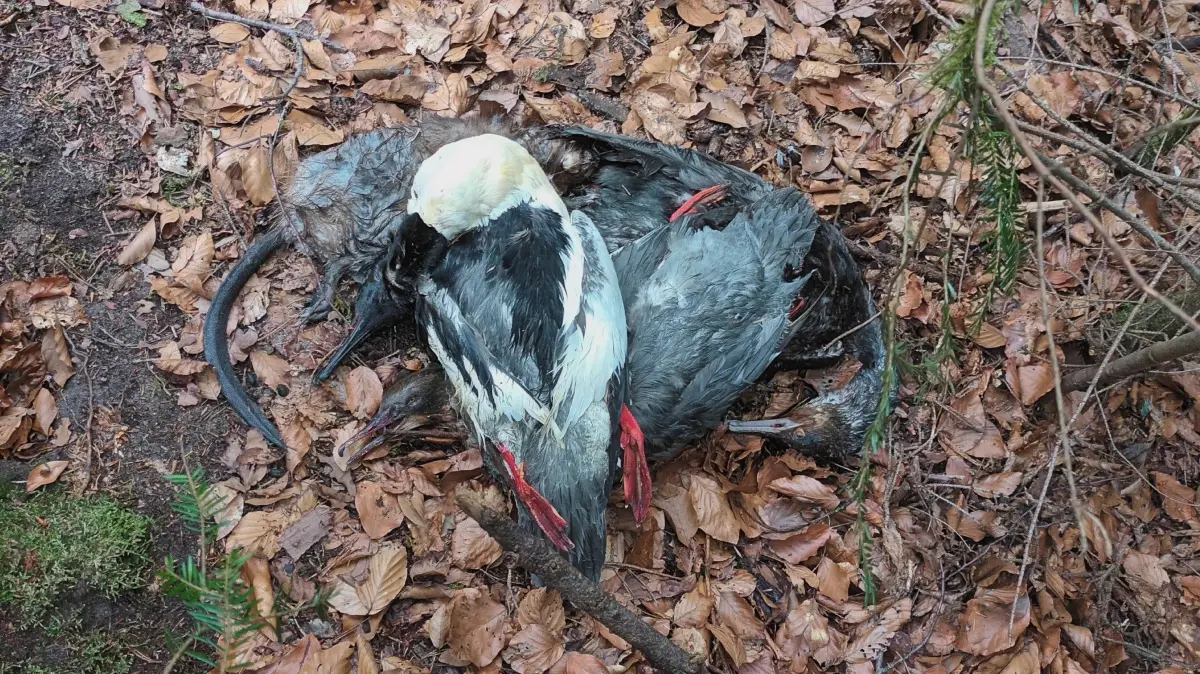 Tote Gänsesäger, Kormoran und Bisamratte bei Krasberg