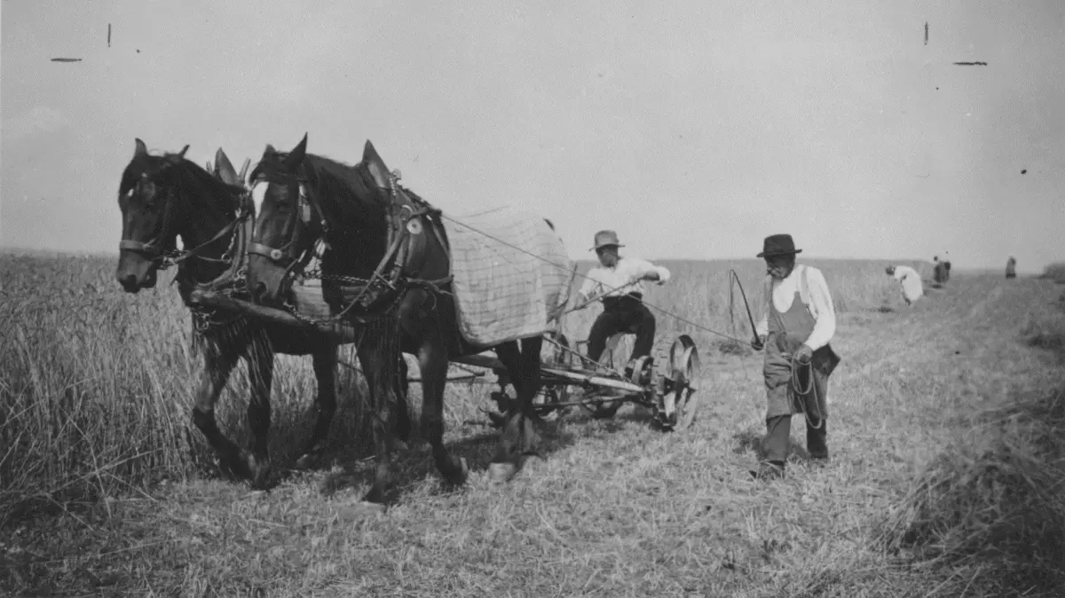 Gruorn Erzählcafé, Anno dazumal: Getreideernte auf der Alb früher, Pferde, Bauer, Landwirschaft