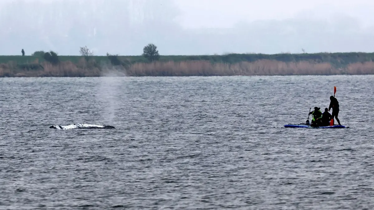 Rettungsaktion für den Buckelwal: dpatopbilder - 19.04.2026, Mecklenburg-Vorpommern, Kirchdorf: Helfer nähern sich am Morgen dem gestrandeten Wal vor der Ostseeinsel Poel. Der Rücken des Wals ist mit Tüchern abgedeckt. Für den bei Wismar gestrandeten Buckelwal wurde ein neuer Rettungsversuch gestartet. Umgesetzt werden soll das Konzept von einer privaten Initiative. Foto: Bernd Wüstneck/dpa +++ dpa-Bildfunk +++