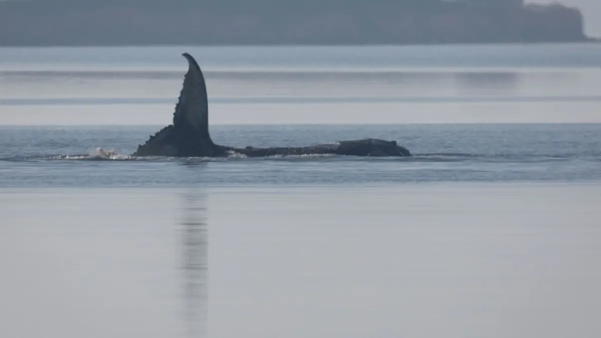 Rettungsaktion für den Buckelwal