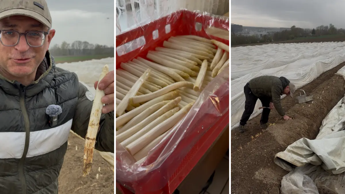 Spargelbauer Manfred Thumm zeigt, wie man Spargel sticht und wie das Gemüse weiterverarbeitet wird.